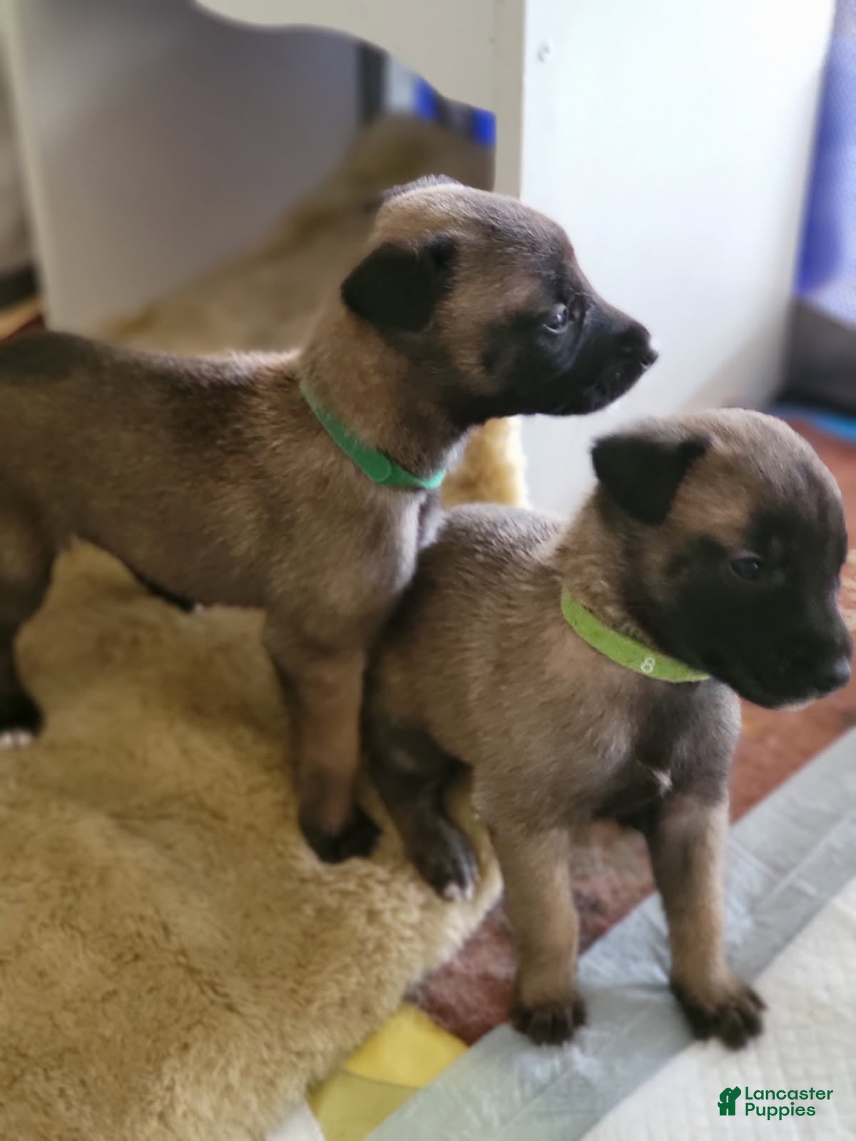 Belgian Malinois dogs Belgian Malinois Puppy 3 - Ad 34