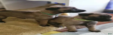 Belgian Malinois Puppy 3