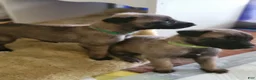 Belgian Malinois dogs for sale: Belgian Malinois Puppy 3 - Ad 1