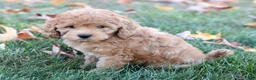 Bichpoo dogs for sale: Charlie - Ad 2