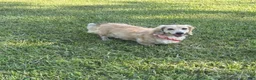 Dachshund dogs for sale: Female lady  - Ad 4