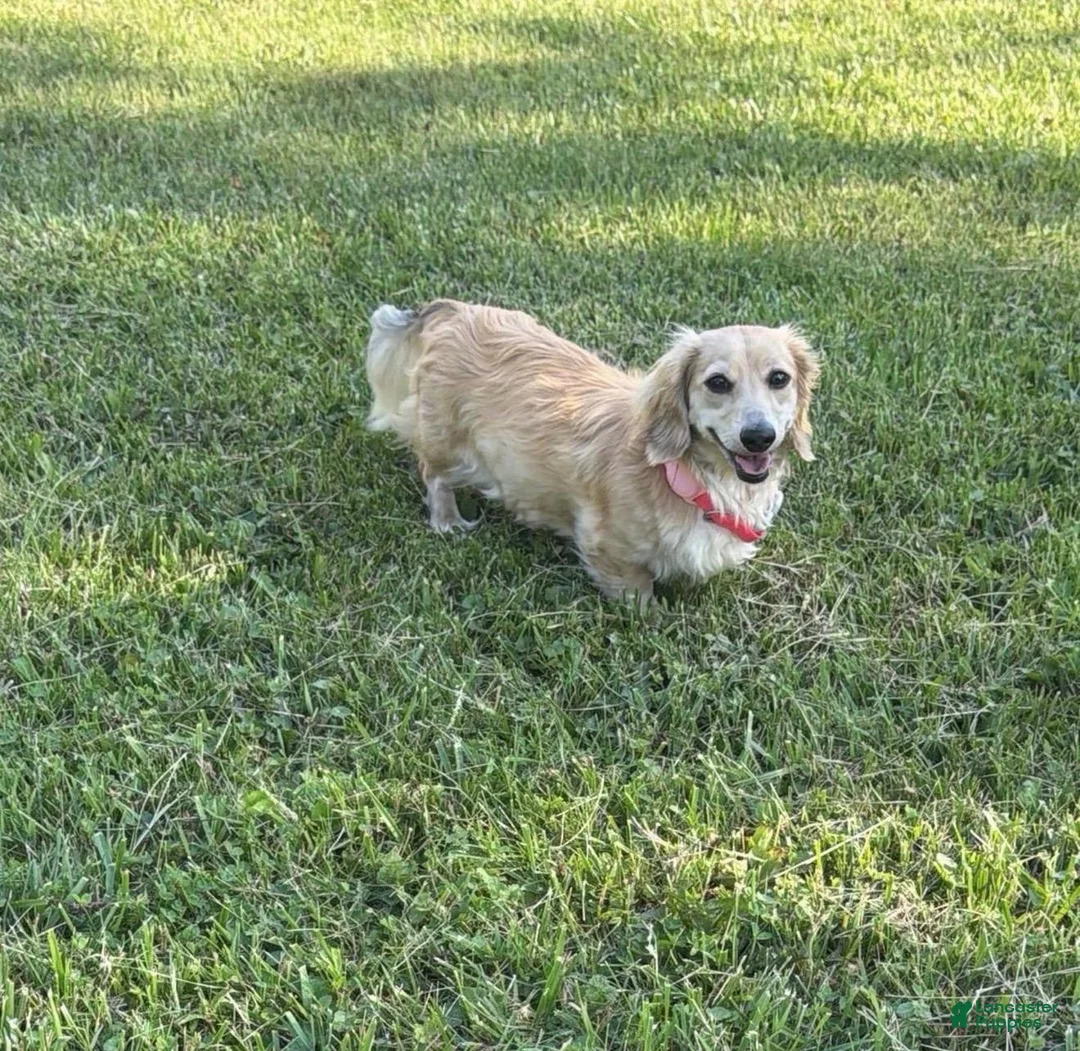 Dachshund dogs for sale: Female lady  - Ad 4