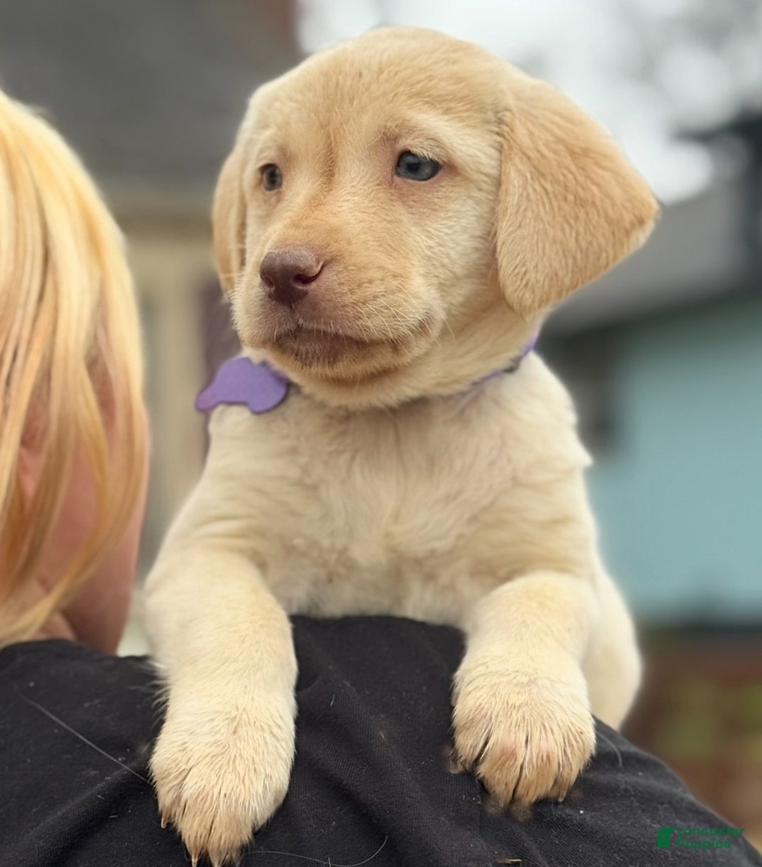 Labrador Retriever dogs for sale: Labrador Retriever Puppy 1 - Ad 7