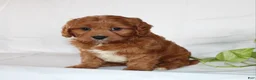 Cavapoo dogs for sale: Cooper - Ad 4