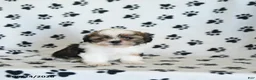 Shih Tzu dogs for sale: Klondike - Ad 5