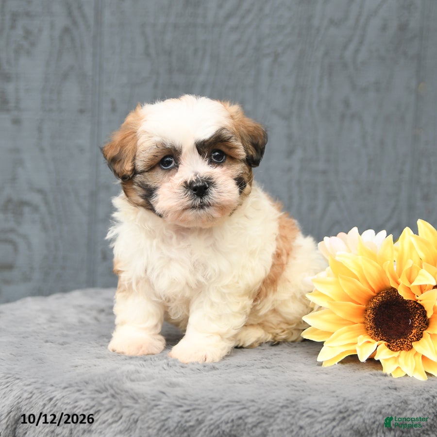 Teddy Bear dogs Chester - Ad 2