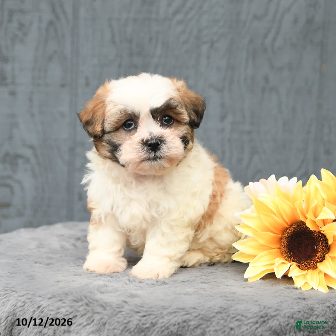 Teddy Bear dogs for sale: Chester - Ad 2
