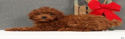 Miniature Poodle dogs for sale: Fifi - Ad 6
