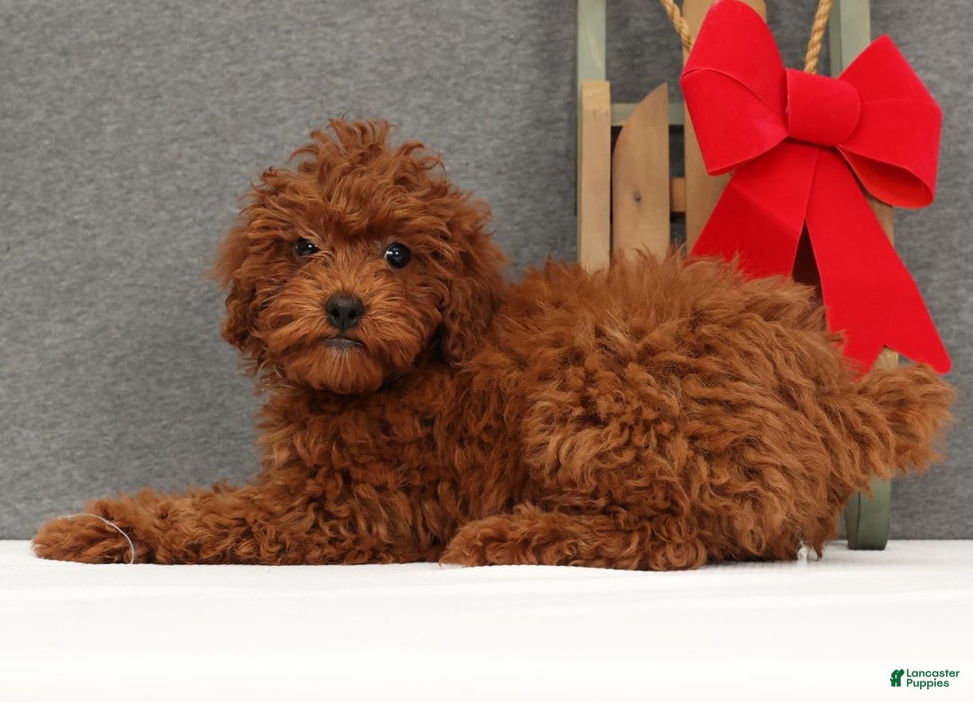 Miniature Poodle dogs for sale: Fifi - Ad 6