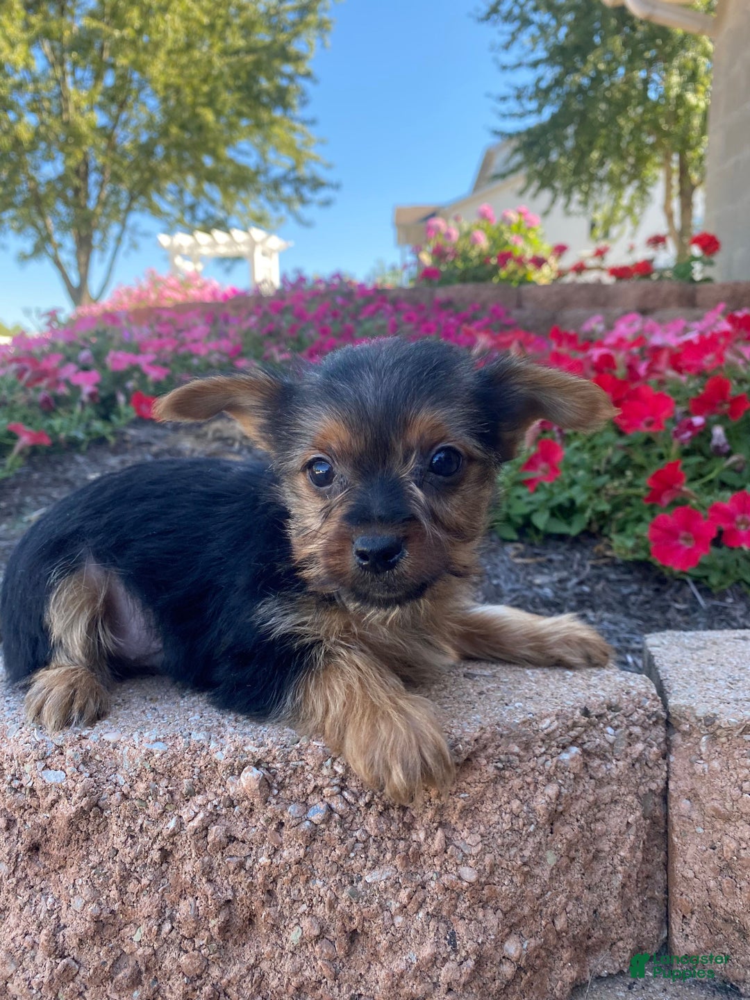 Dog Breed Jack Russell Cross Yorkie Puppies For Sale Jack Russell