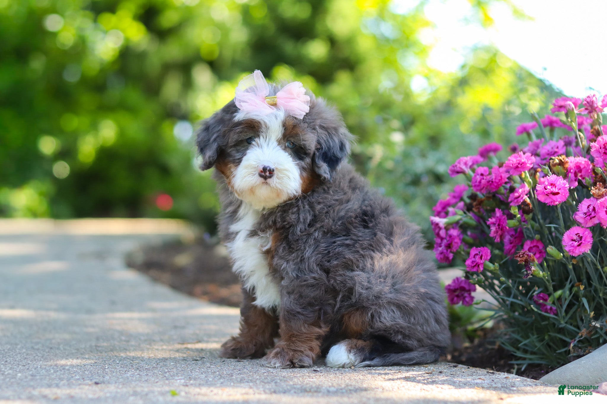 Mini Bernedoodle dogs Sophie - Ad 1