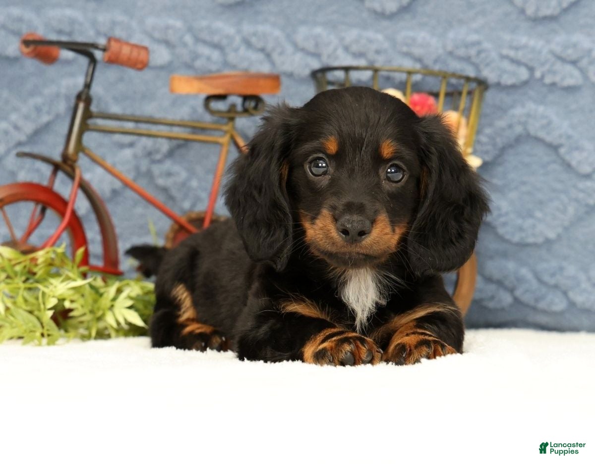 Miniature Dachshund dogs Joy - Ad 1