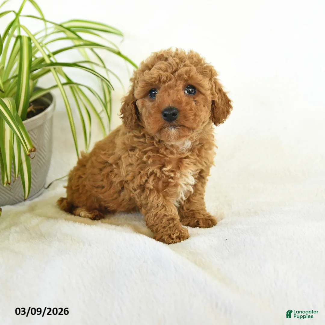 Miniature Poodle dogs for sale: Lucy - Ad 1