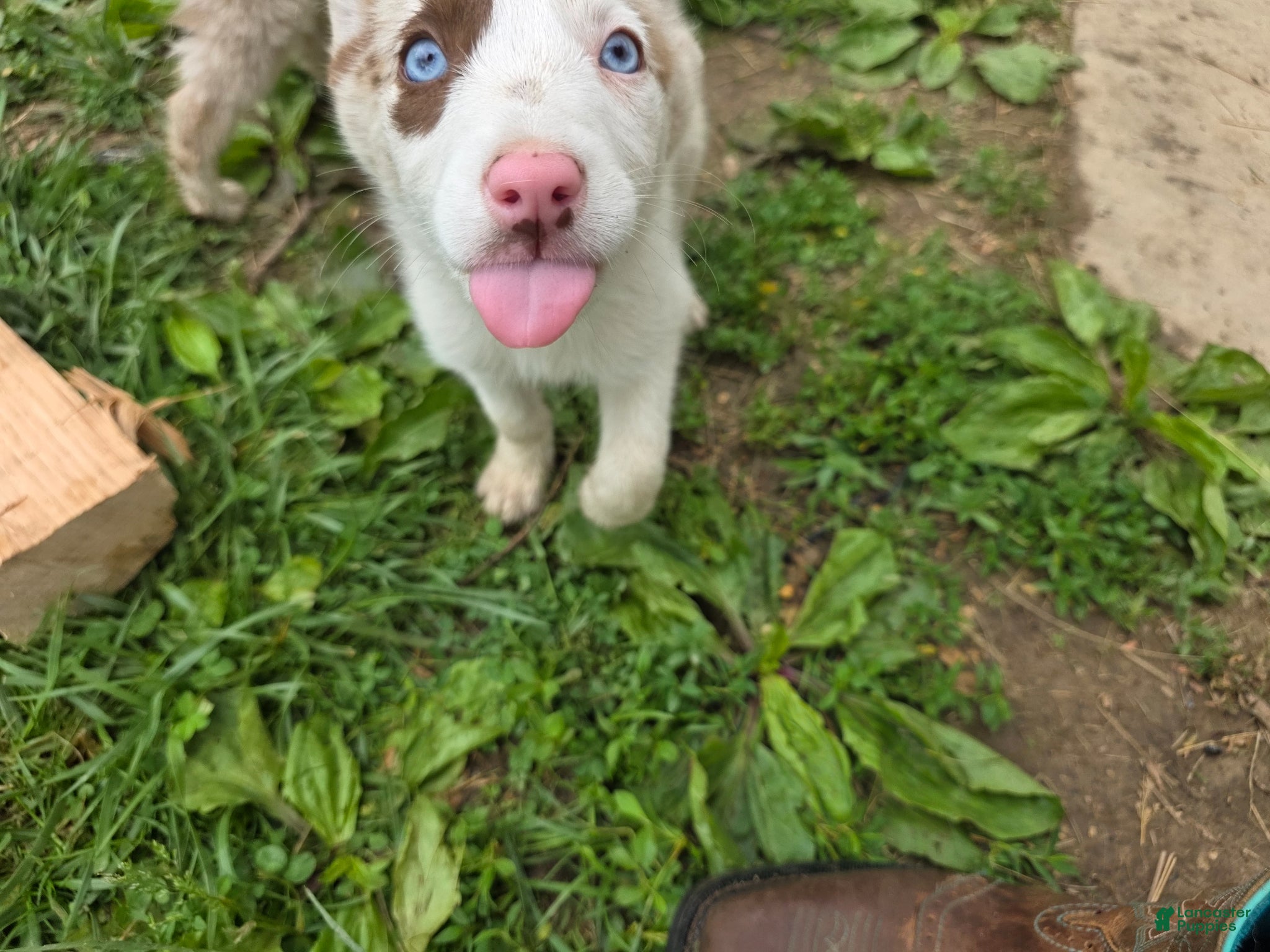 Border Collie dogs Dottie - Ad 2