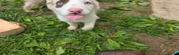 Border Collie dogs for sale: Dottie - Ad 2