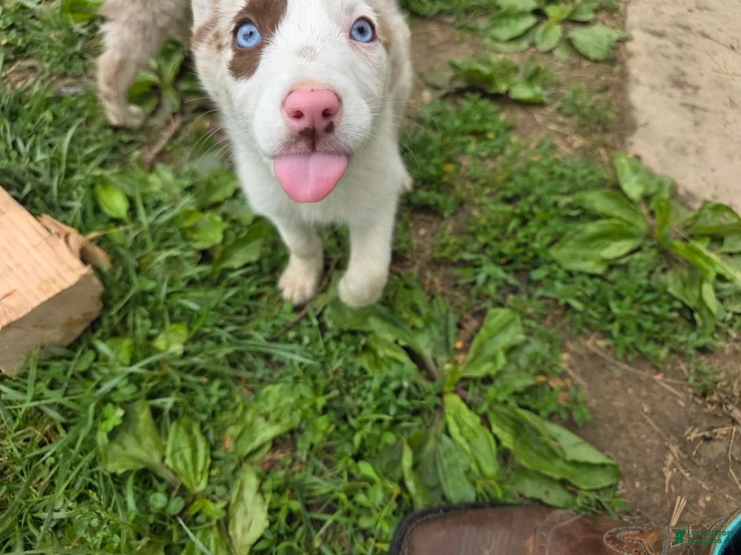 Border Collie dogs for sale: Dottie - Ad 2