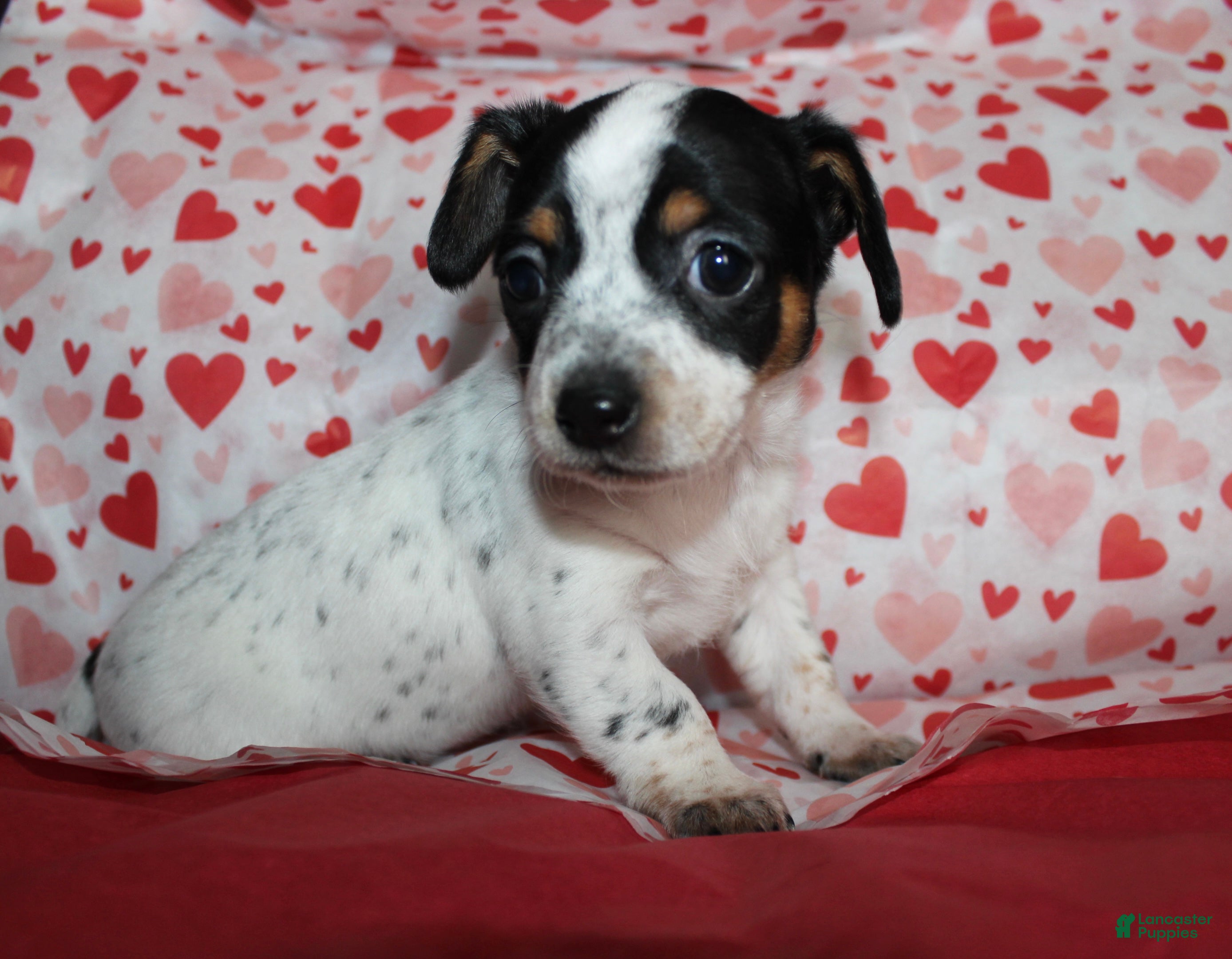 Chiweenie dogs Mocha  - Ad 2