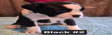 Black #2