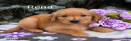 Golden Retriever dogs for sale: Rena - Ad 1