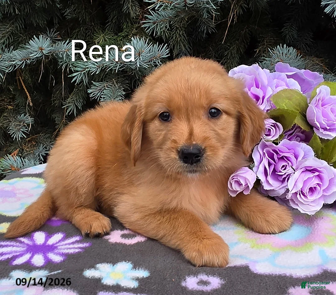 Golden Retriever dogs for sale: Rena - Ad 1