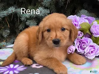 Golden Retriever dogs Rena - Ad 18