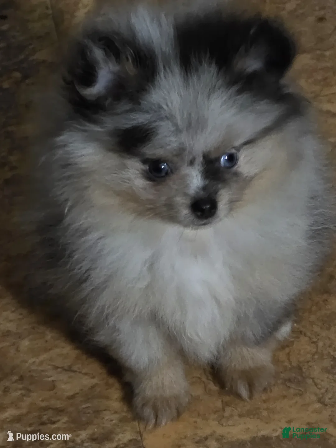 Pomeranian dogs for sale: Aca Harley  - Ad 2