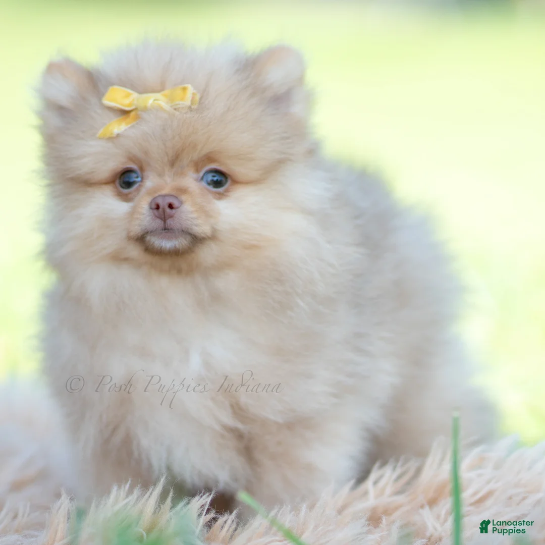 Pomeranian dogs for sale: Cutiepie  - Ad 2