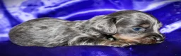 Dachshund dogs for sale: Helen - Ad 4