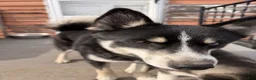 Pomsky dogs for sale: Boot - Ad 3