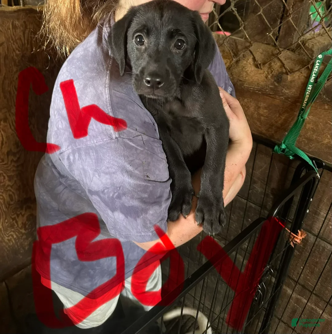 Labrador Retriever dogs for sale: Dark chocolate  - Ad 1
