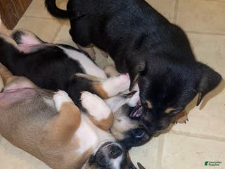 Mixed Breed dogs Lima - Ad 12