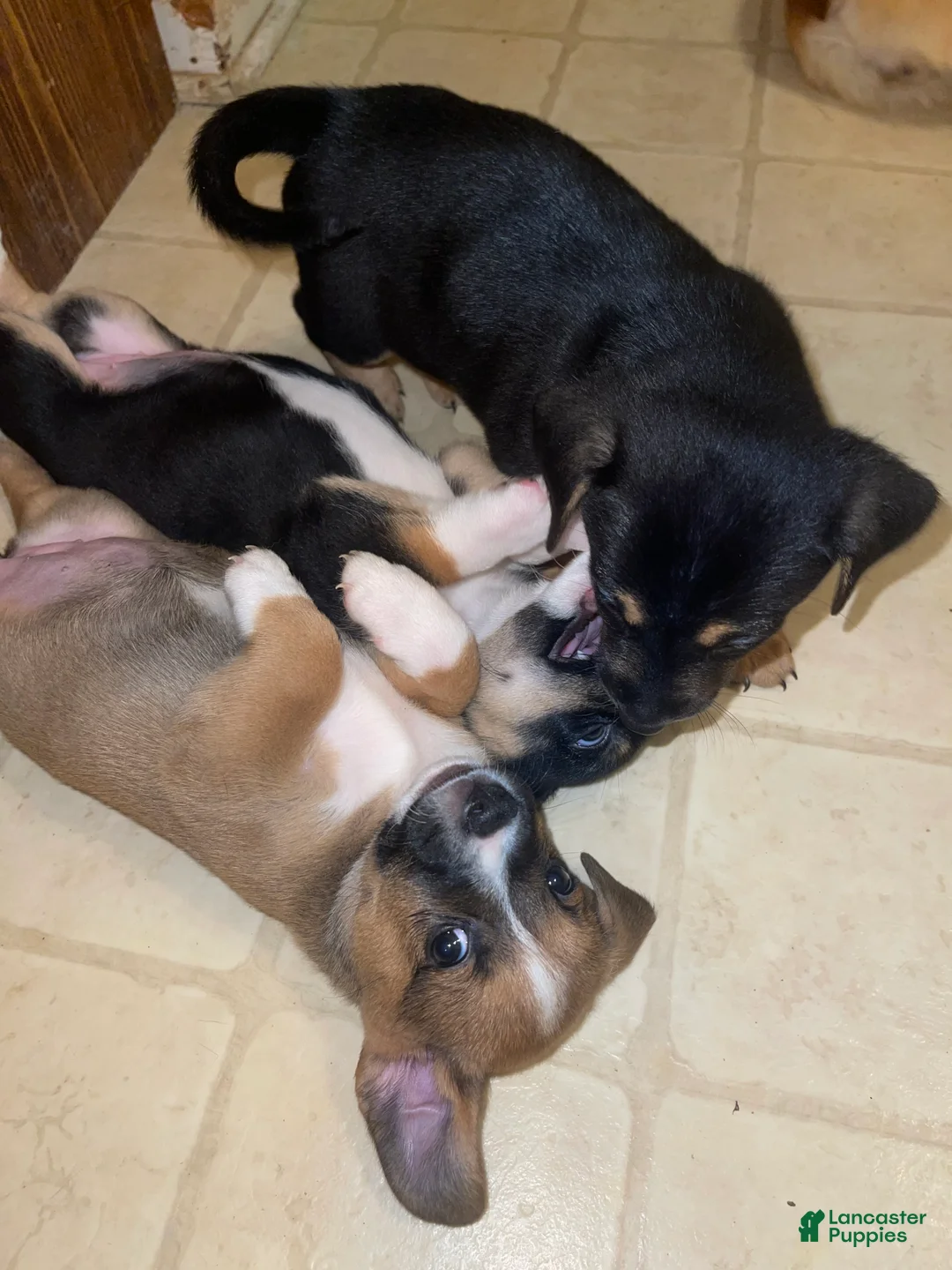 Mixed Breed dogs for sale: Lima - Ad 1