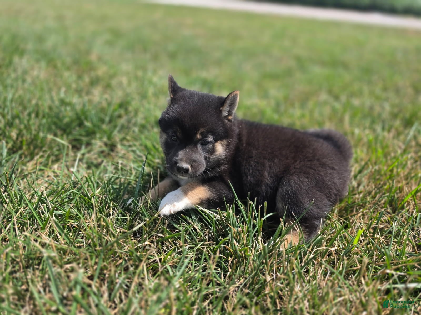 Shiba Inu dogs for sale: Stella - Ad 1