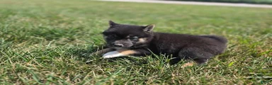 Stella