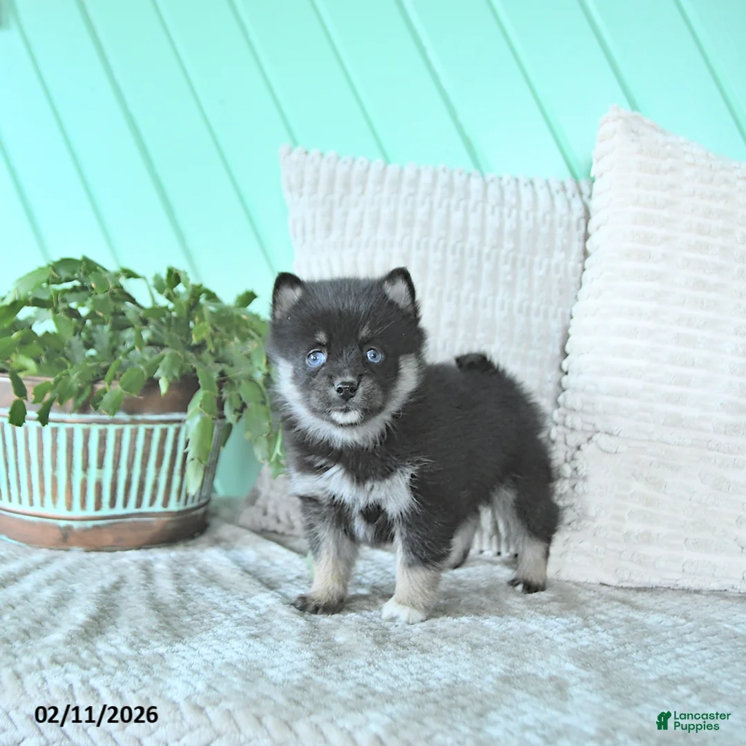 Pomsky dogs for sale: Luca - Ad 5