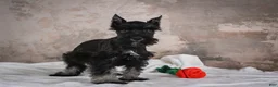 Miniature Schnauzer dogs for sale: MIDNIGHT - Ad 3