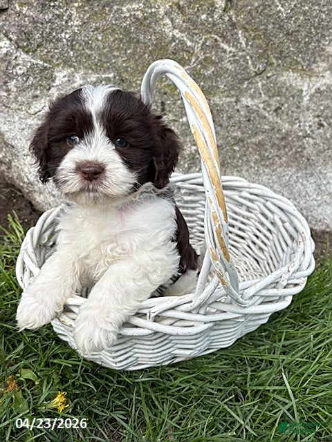 Havanese dogs Brock - Ad 2