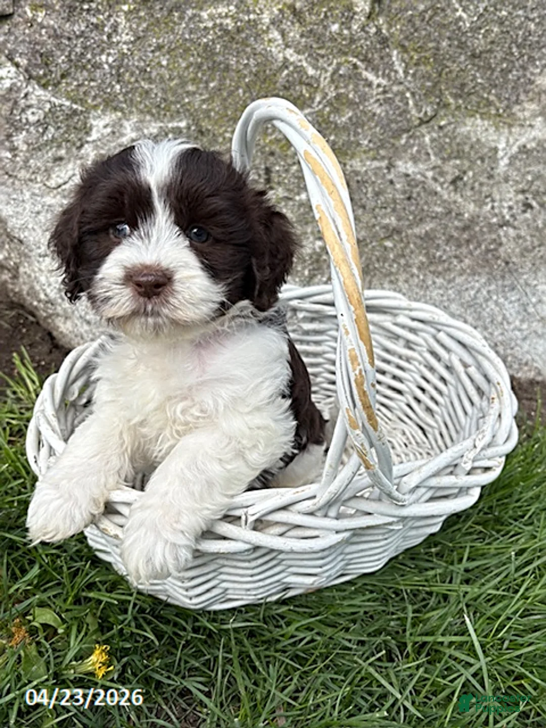 Havanese dogs for sale: Brock - Ad 2