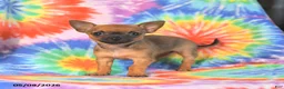 Chihuahua dogs for sale: Abby - Ad 4