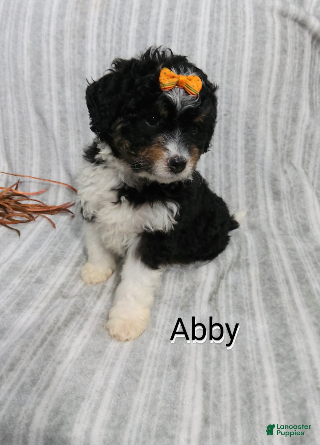 Mini Bernedoodle dogs for sale:  Abby  - Ad 4