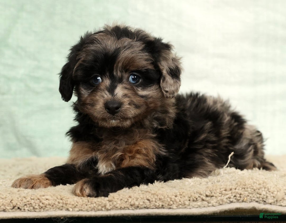 Mini Aussiedoodle dogs for sale: Missy - Ad 4