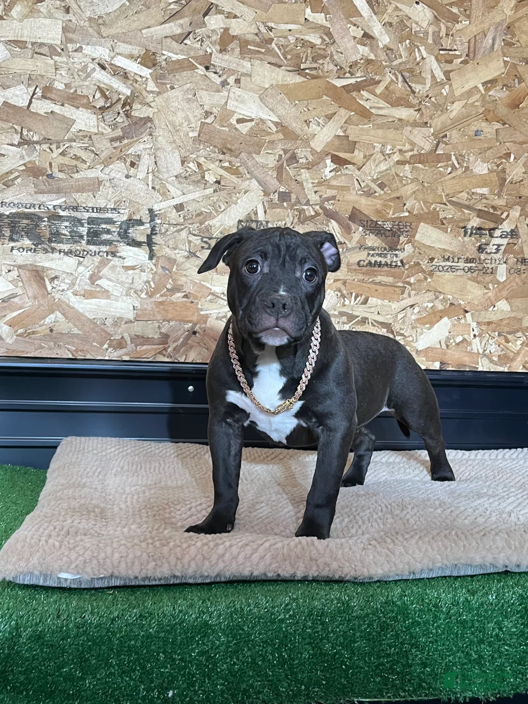 American Bully dogs for sale: Nova - Ad 9