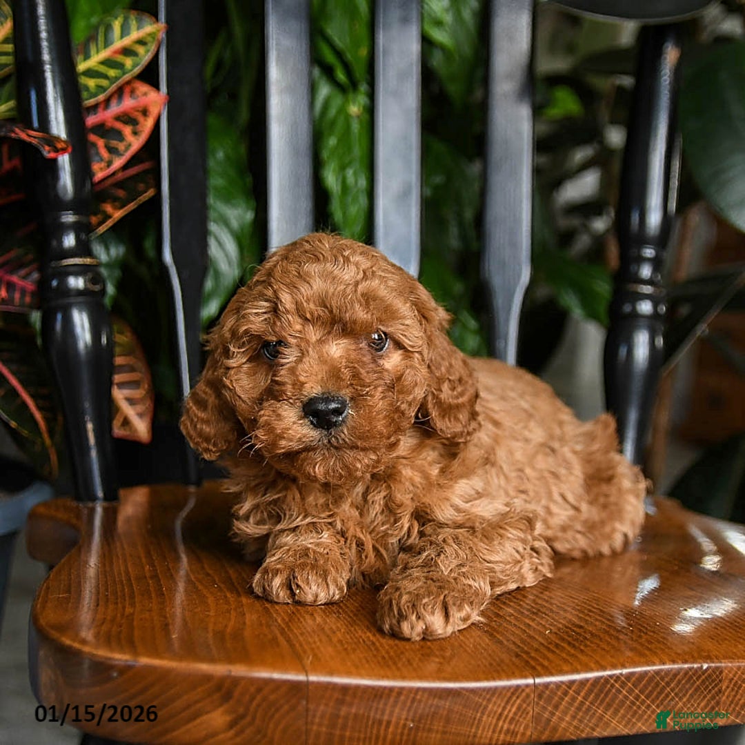 Cavapoo dogs for sale: Bolt - Ad 4
