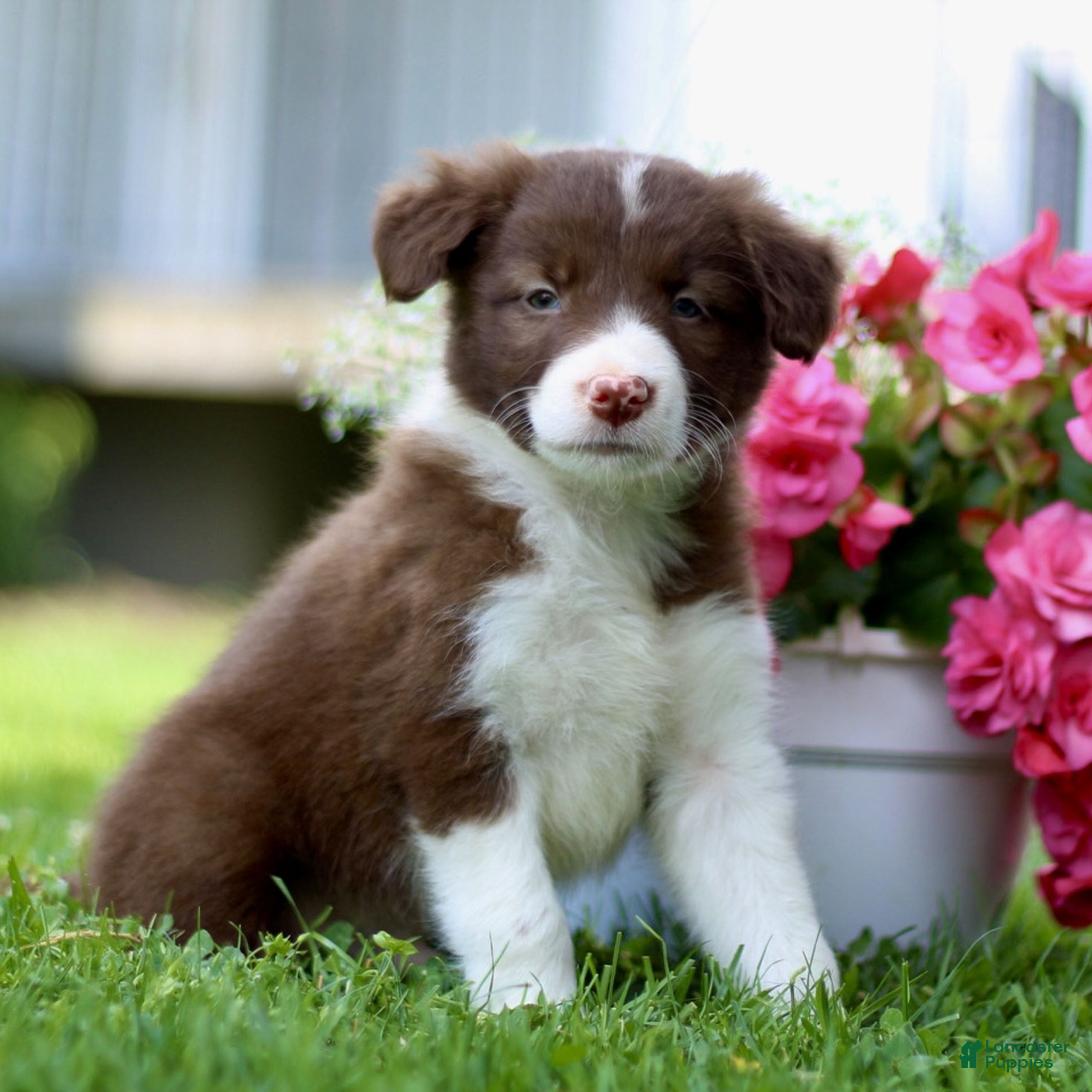 Border Collie dogs Bubbles  - Ad 1