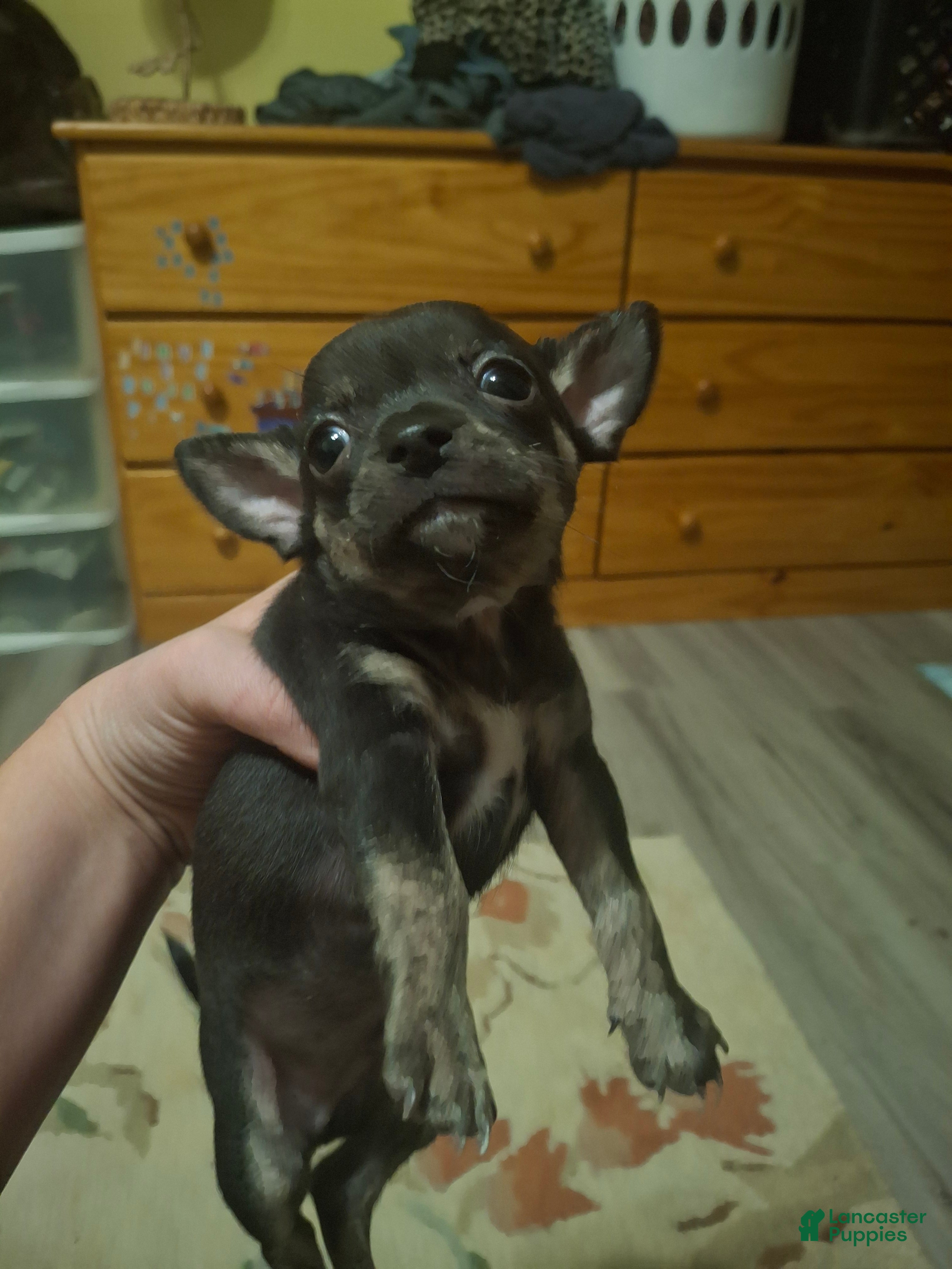 Chihuahua dogs Chihuahua Puppy 5 - Ad 10