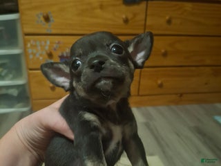 Chihuahua dogs Chihuahua Puppy 5 - Ad 24