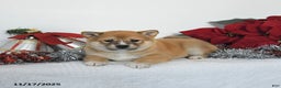 Shiba Inu dogs for sale: Ginger - Ad 5