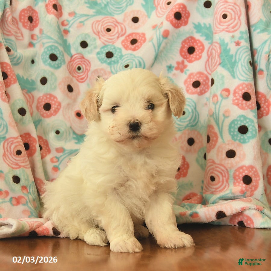 Maltipoo dogs Leo  - Ad 8