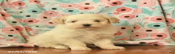 Maltipoo dogs for sale: Leo  - Ad 1