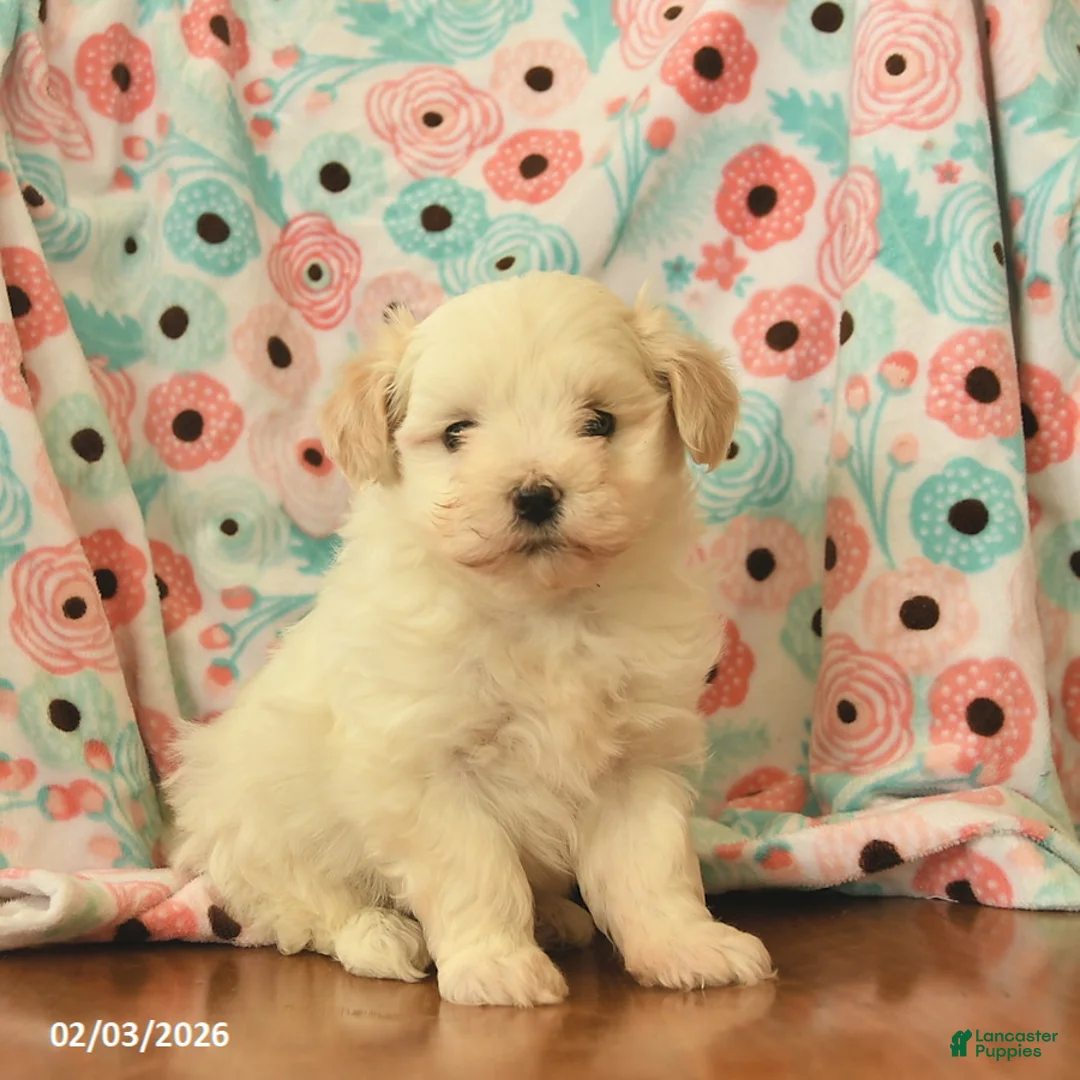 Maltipoo dogs for sale: Leo  - Ad 1